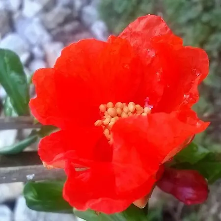 Feriehus House Ivana *