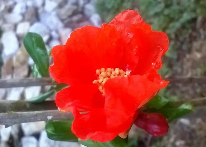 Vakantiehuis House Ivana *